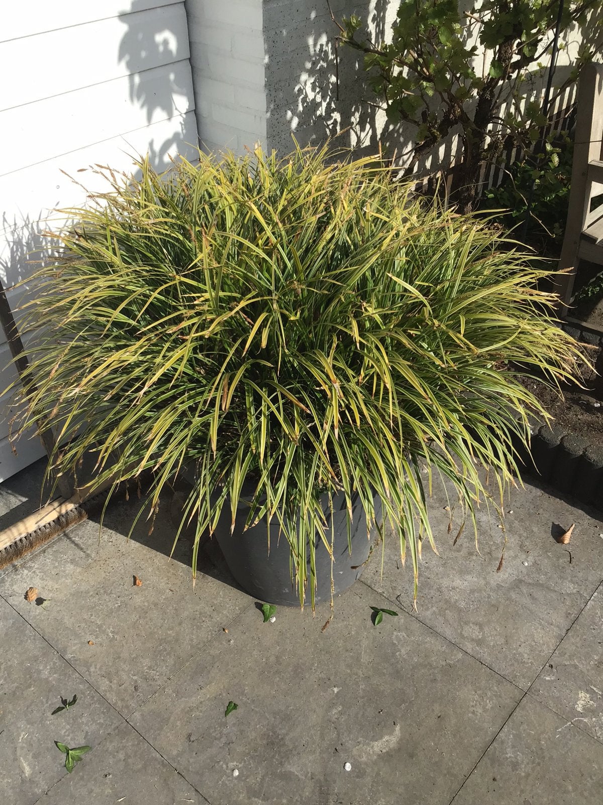 Siergras zegge in 60cm pot totale hoogte1m winterhard, Tuin en Terras, Planten | Bomen, Ophalen