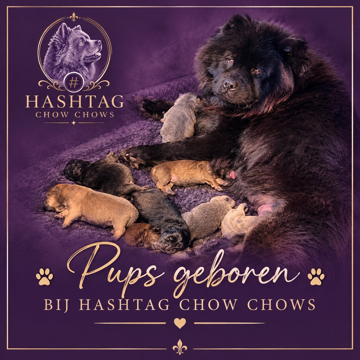 Chow Chow pups, Overige rassen, 8 tot 15 weken, CDV (hondenziekte), Meerdere