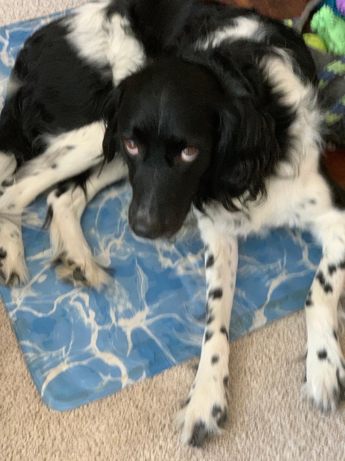 Friese Stabij mix, Reu, Eén hond, 3 tot 5 jaar, Nederland