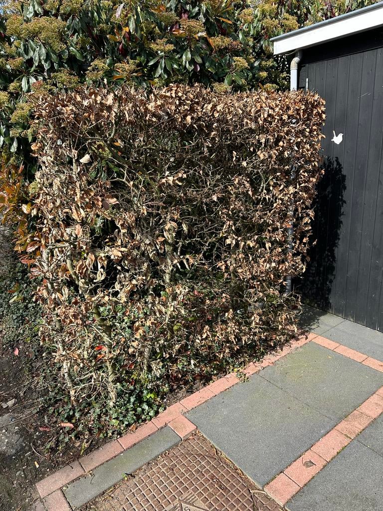 Beukenhaag, ongeveer 1,5 meter hoog, Tuin en Terras, Ophalen, Beukenhaag, Haag, 100 tot 250 cm