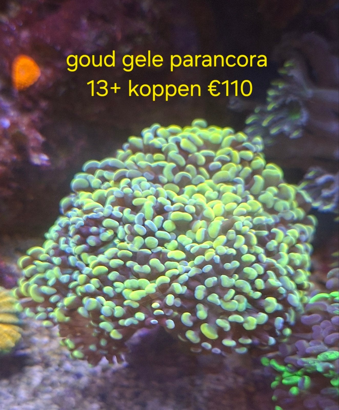 koraal stekken voor het zeeaquarium, Overige typen