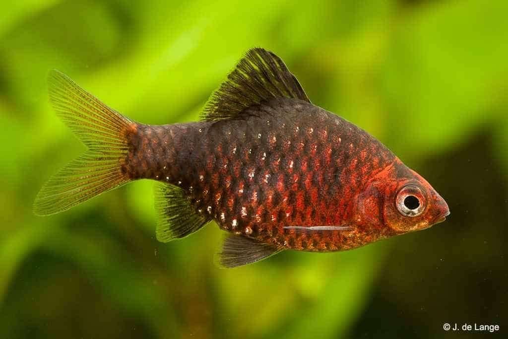 3x purperkopbarbeel 4cm gaan samen weg scholenvis, Vis, Zoetwatervis, Schoolvis