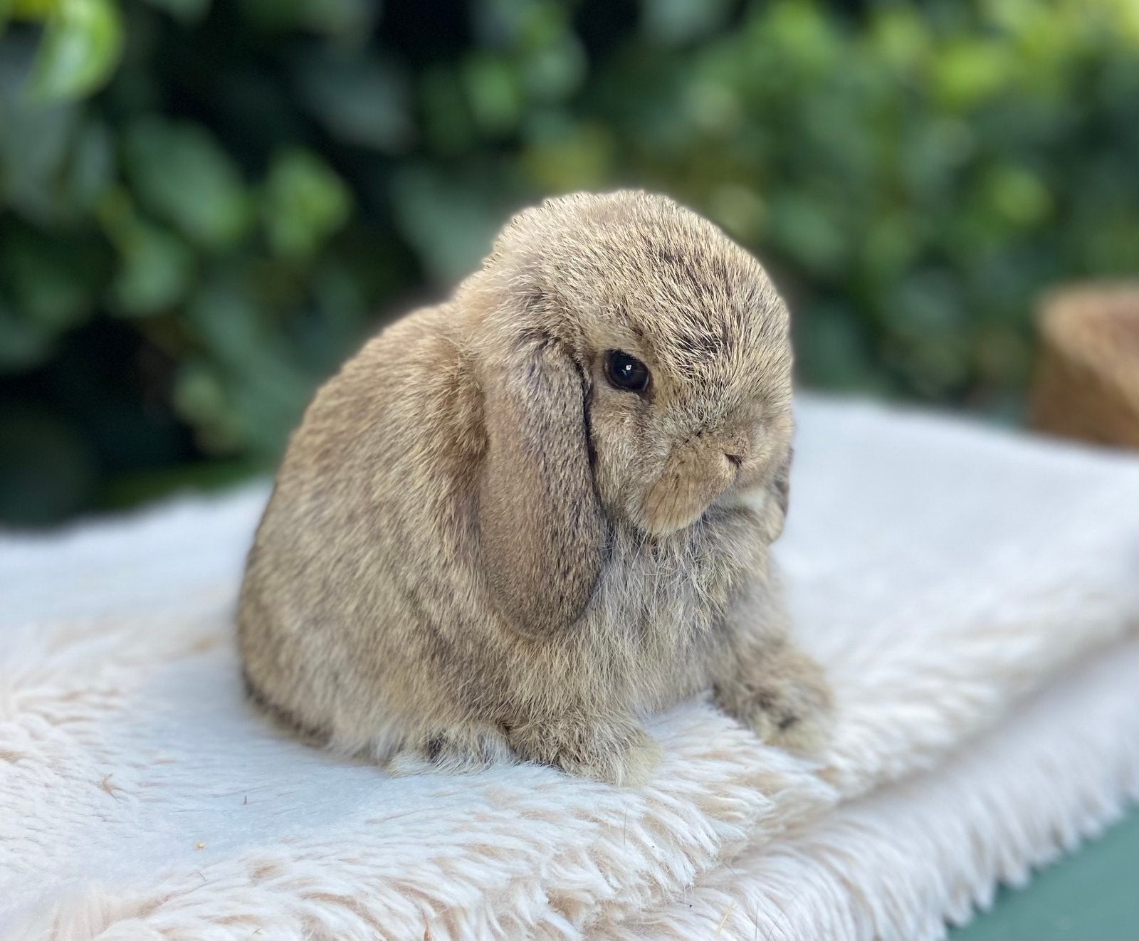 Prachtig minilop koppel mag samen verhuizen, Dieren en Toebehoren, Konijnen, Meerdere dieren, Dwerg, Hangoor, 0 tot 2 jaar