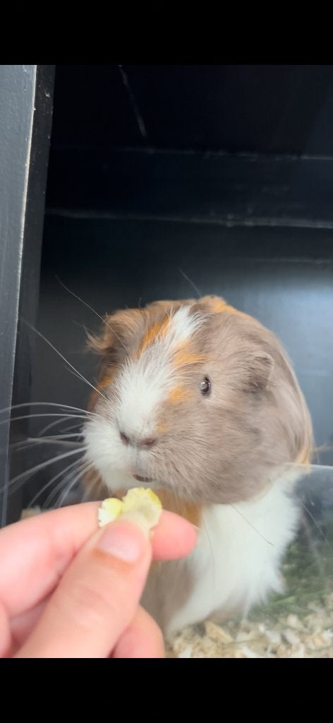 Cavia, Cavia, Mannelijk, Juli, Tam