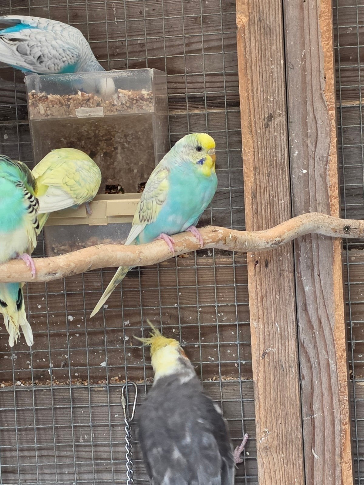 Verschillende volwassen grasparkieten, Dieren en Toebehoren, Vogels | Parkieten en Papegaaien, Meerdere dieren, Parkiet