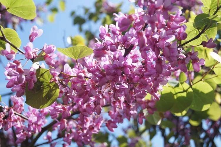 BOOM Cercis siliquastrum Judasboom paarse bloei lente, Overige soorten, Volle zon, Vaste plant, Ophalen of Verzenden