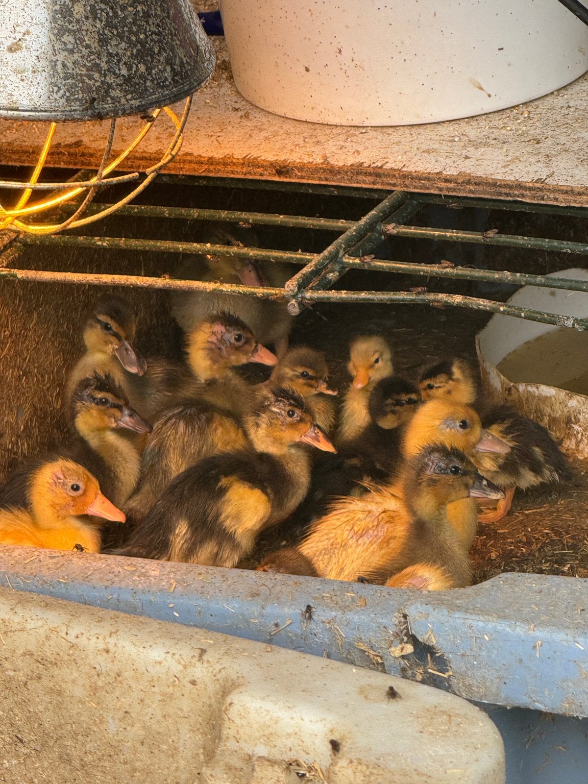 Mooi gekleurde eenden kuikens, Meerdere dieren, Eend