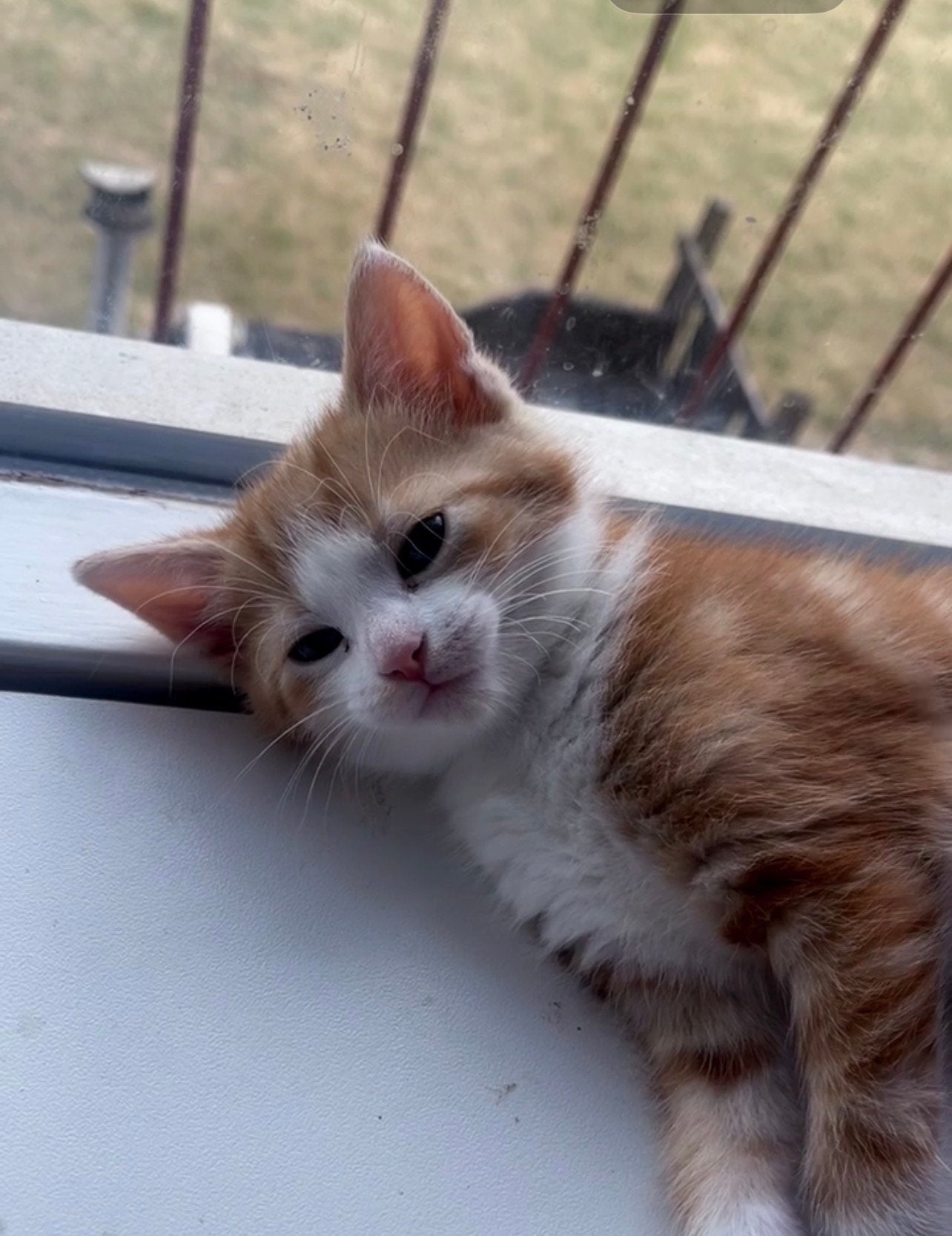 Kittens te koop, Dieren en Toebehoren, Meerdere dieren, Ontwormd
