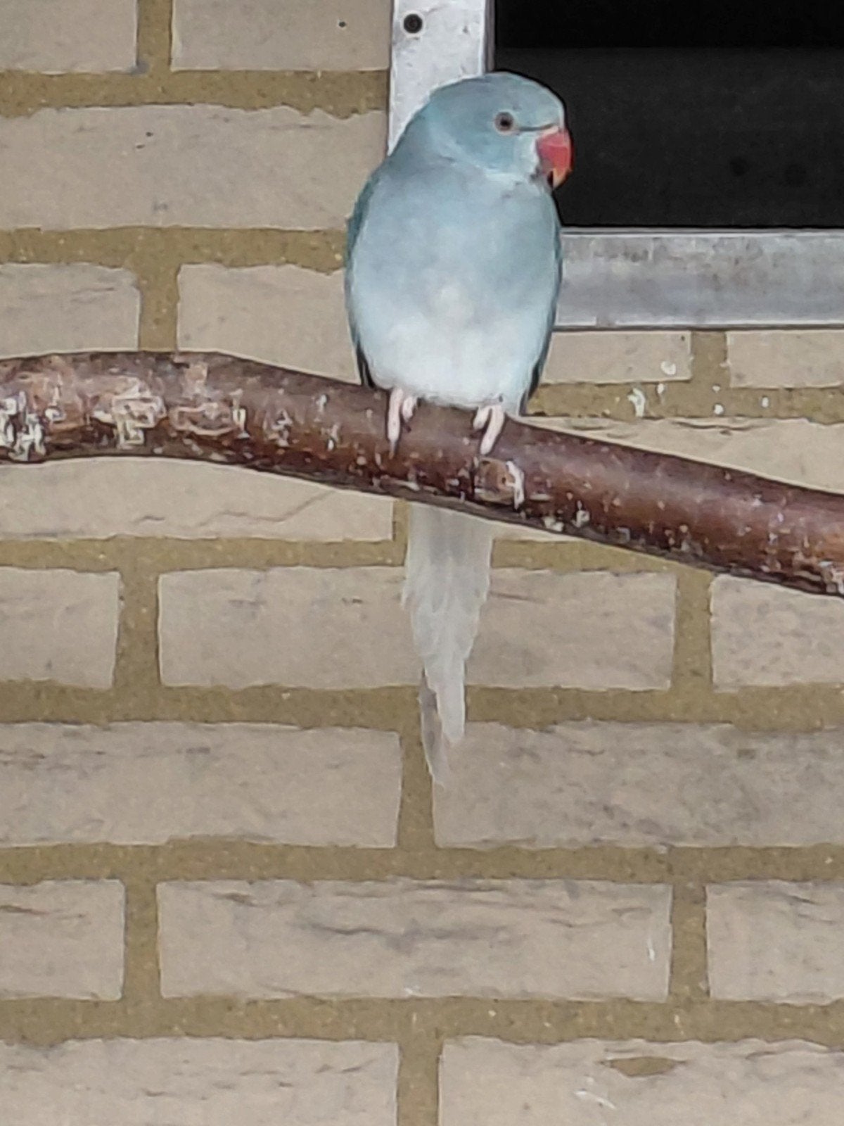 blauwe wtkwst halsbandparkiet pop, Dieren en Toebehoren, Vogels | Parkieten en Papegaaien, Vrouwelijk, Parkiet, Geringd