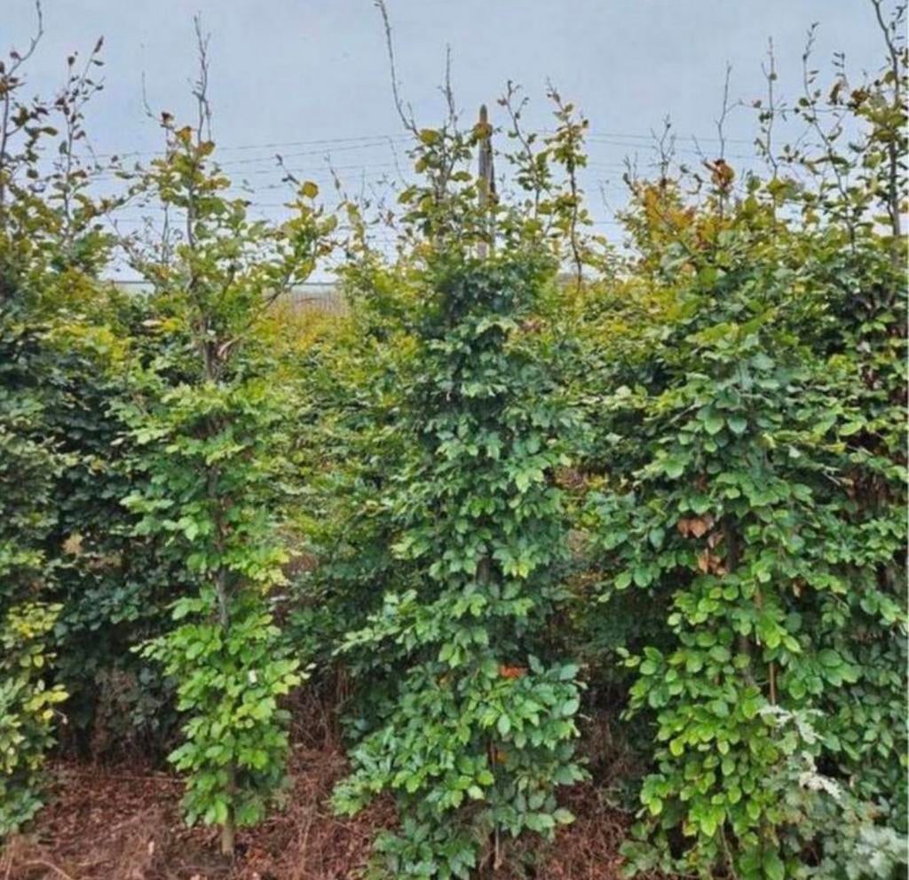Beukenhaag boompjes 200cm, Tuin en Terras, Planten | Bomen, Ophalen of Verzenden, Bloeit niet, Overige soorten, 100 tot 250 cm