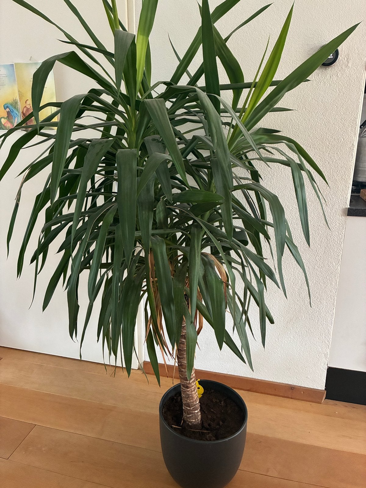 Yucca plant (palmlelie), Ophalen, Palm, In pot, 150 tot 200 cm