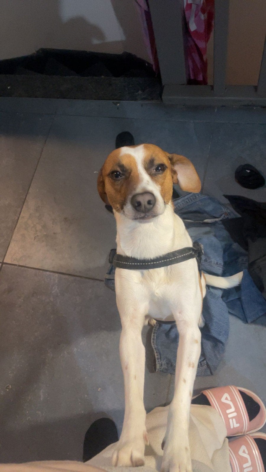 hond reu, Dieren en Toebehoren, Reu, Eén hond, Nederland, Particulier