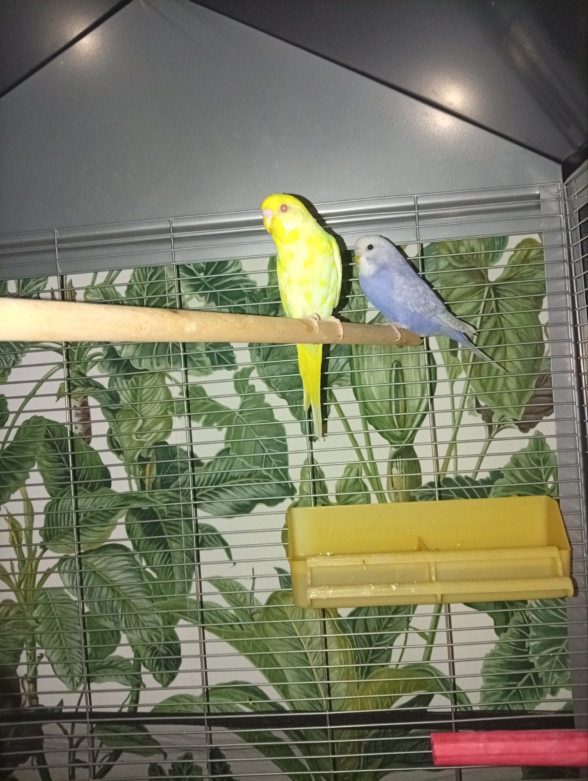 lutino en violet grasparkiet te koop plus kooi, Dieren en Toebehoren, Meerdere dieren, Parkiet, Tam