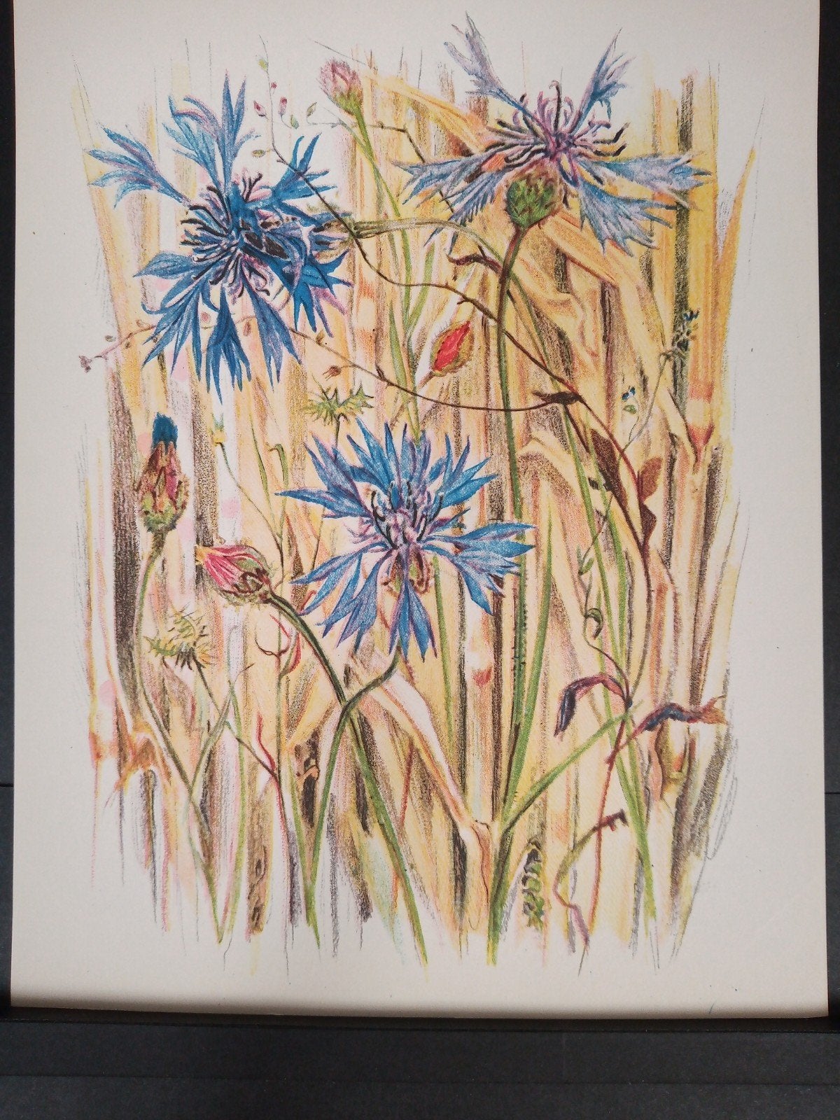 Botanische prent Korenbloem verder zie omschrijving getekend, Verzamelen, Natuur, Verzenden, Zo goed als nieuw, 1940 tot 1960