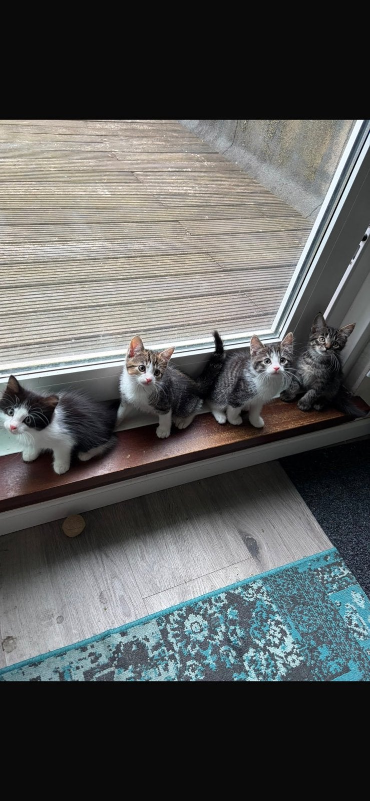 Mooie lieve Kittens te koop, Meerdere dieren, Ingeënt