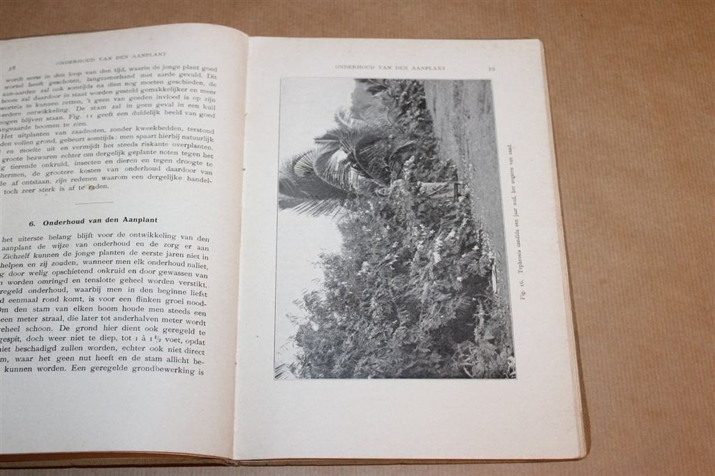 De Kokos-Cultuur — Klapperteelt in Nederlands-Indie 1919, Ophalen of Verzenden, Gelezen