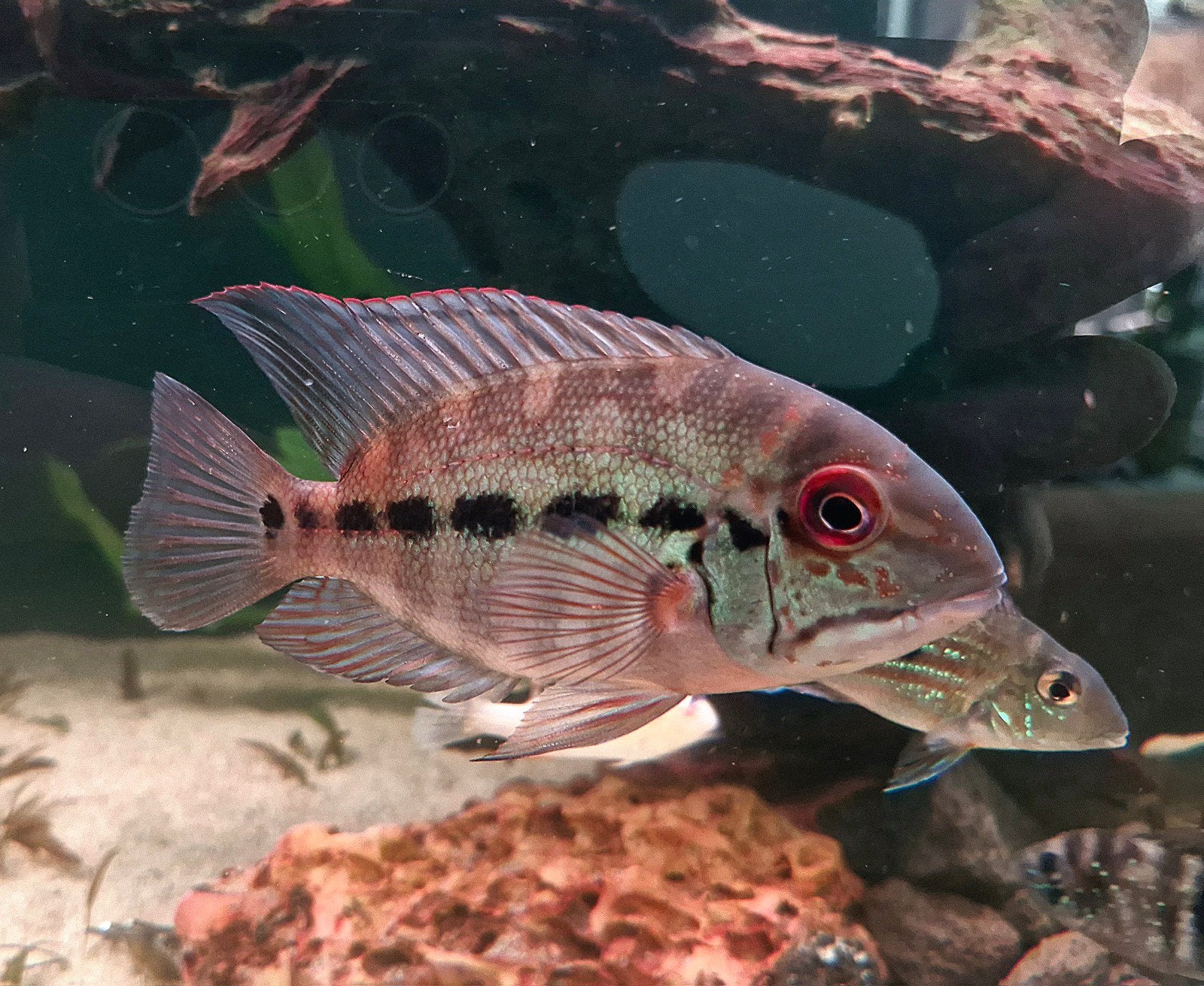 Hoplarchus psittacus 15 cm man, Vis