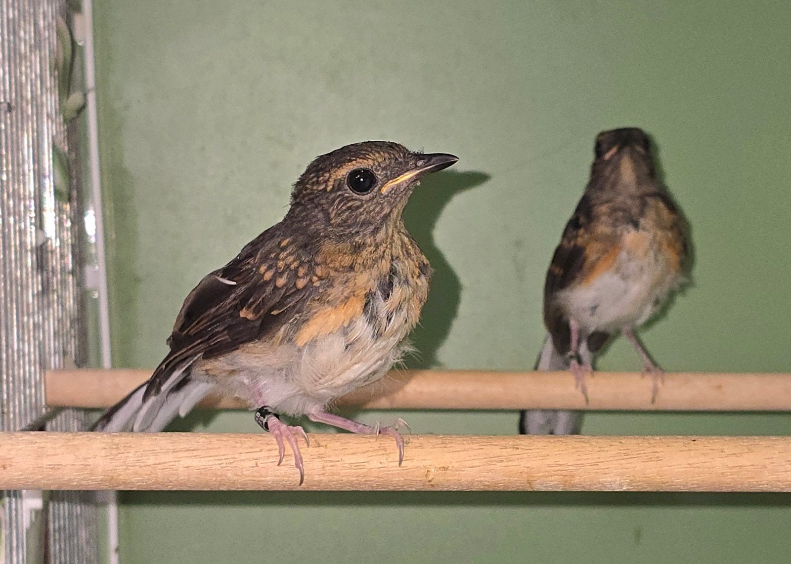 Schamalijsters MANNEN en POPPEN, Meerdere dieren, Geringd