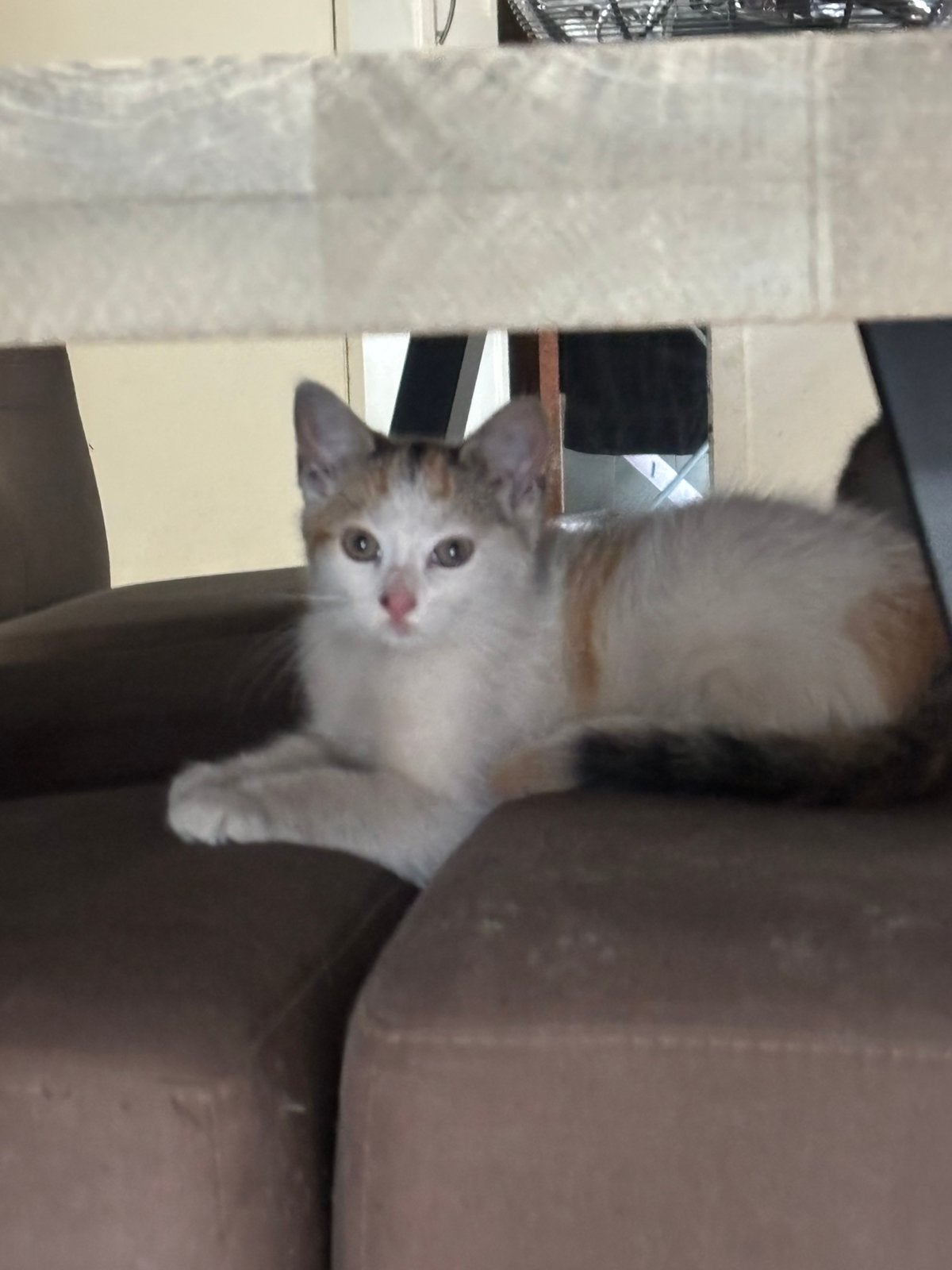 Kitten/jong katje, Geslacht onbekend, Kortharig, 0 tot 2 jaar