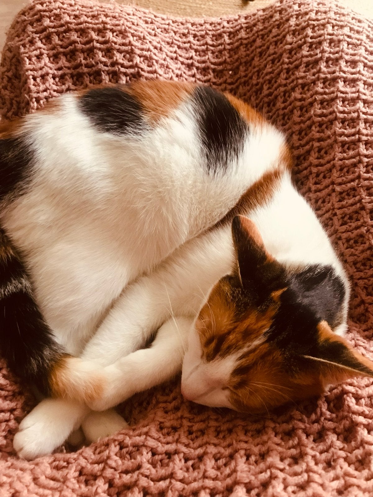 Fantastisch lieve poes zoekt liefdevol huisje, Poes, Kortharig, 3 tot 5 jaar