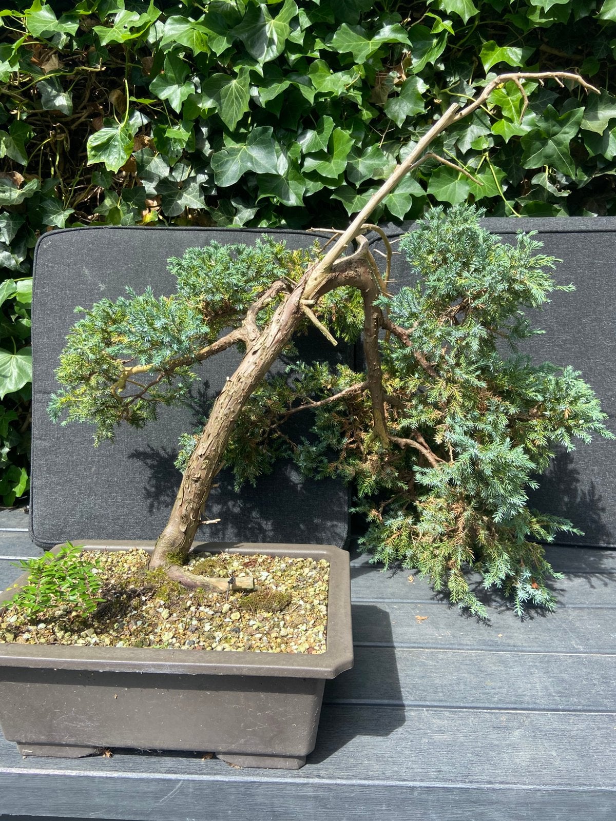 Bonsai Juniperus squamata, Tuin en Terras, Ophalen, Bloeit niet, Halfschaduw, Overige soorten