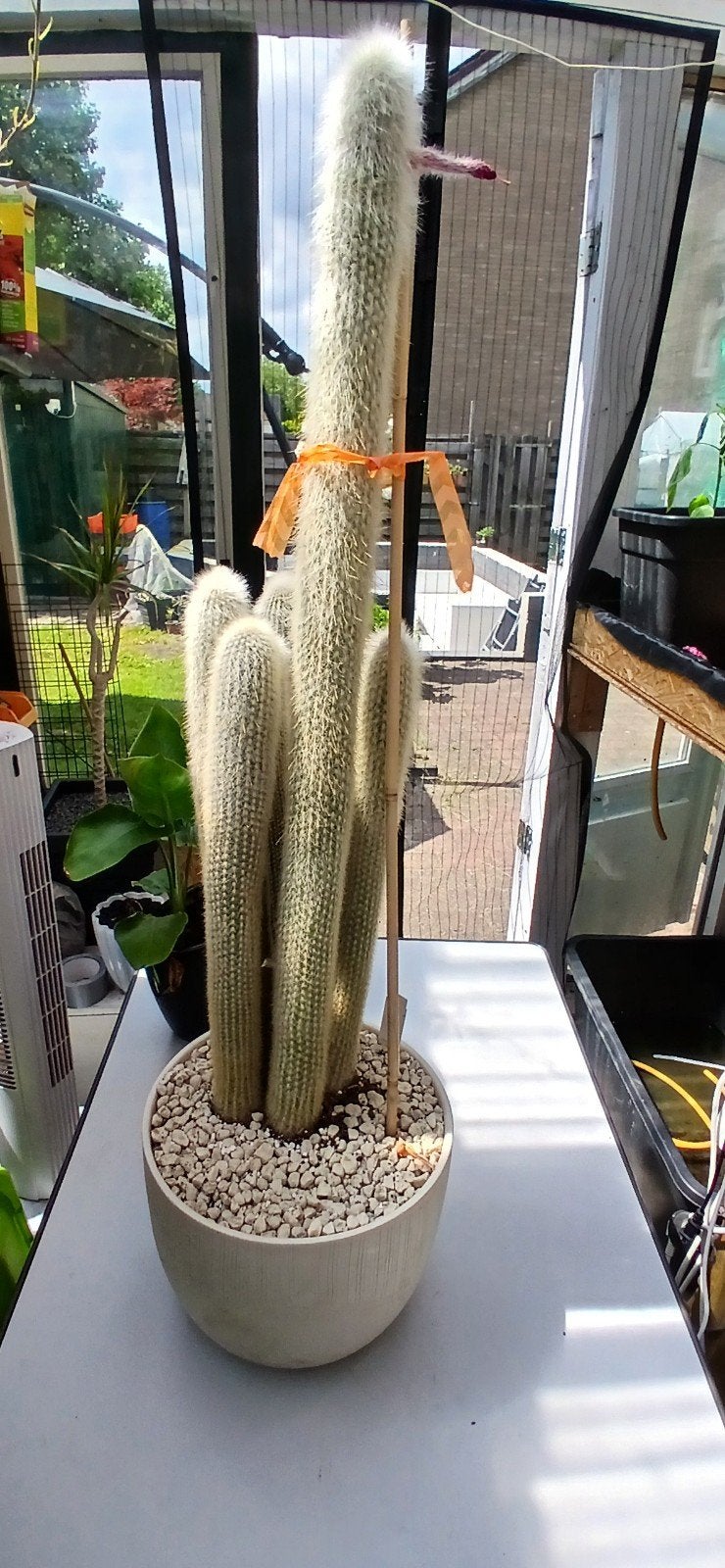 Gleisto Cactus Straussii - Zilverkaars Cactus, Ophalen, Cactus, Volle zon, Minder dan 100 cm