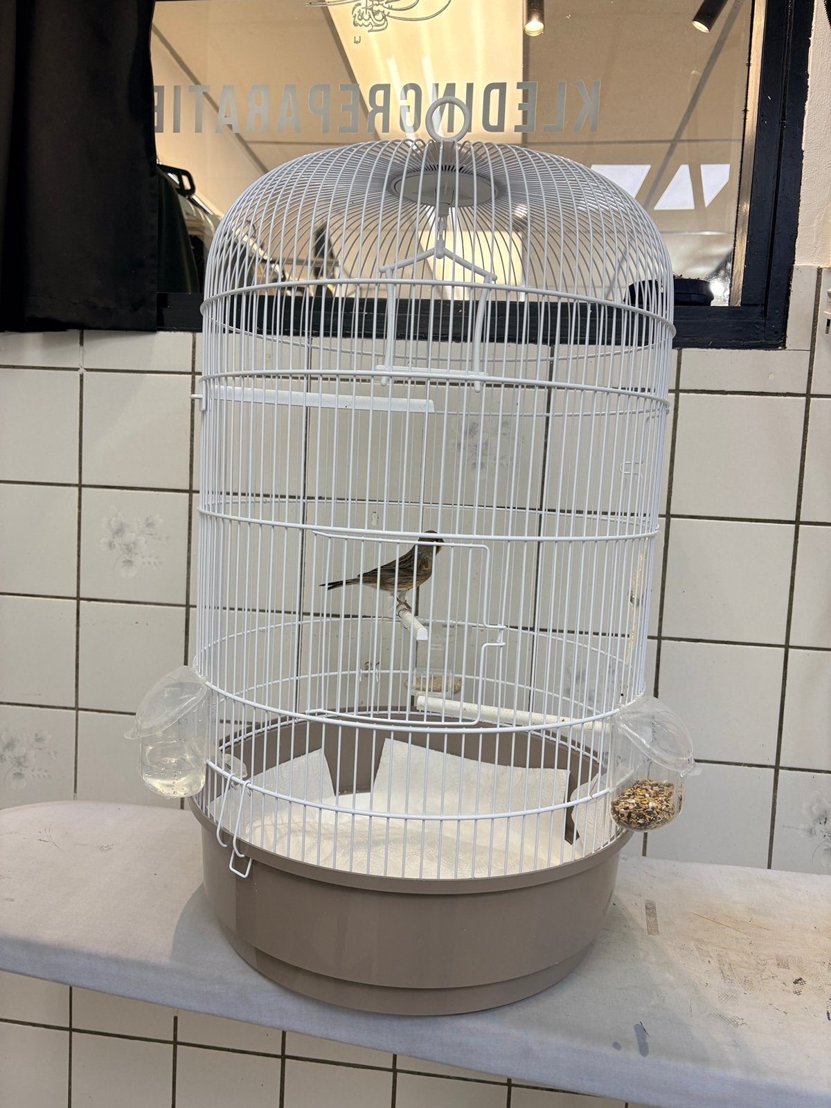 Te koop zanger kanarie, Mannelijk, Zangkanarie