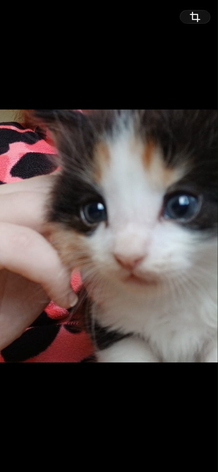 Lieve kittens te koop!, Poes, Langharig, 0 tot 2 jaar