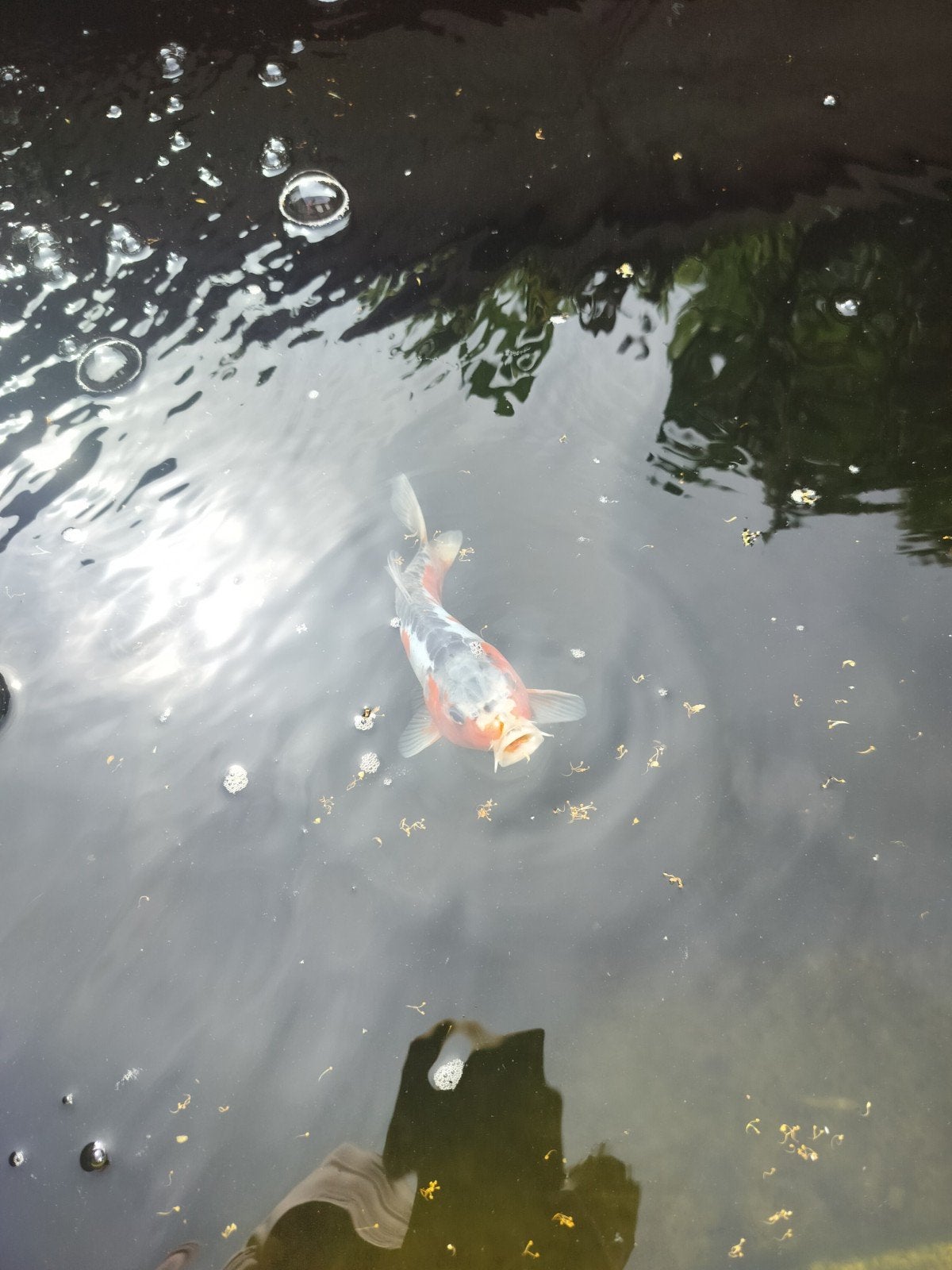 Mooie Koi's, Karper of Koi
