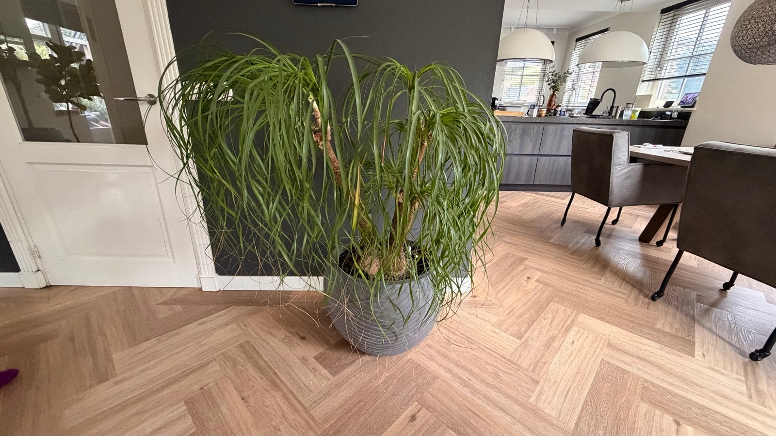 Grote Olifantspoot (Beaucarnea recurvata) exclusief pot, Ophalen, 100 tot 150 cm, Overige soorten, Halfschaduw
