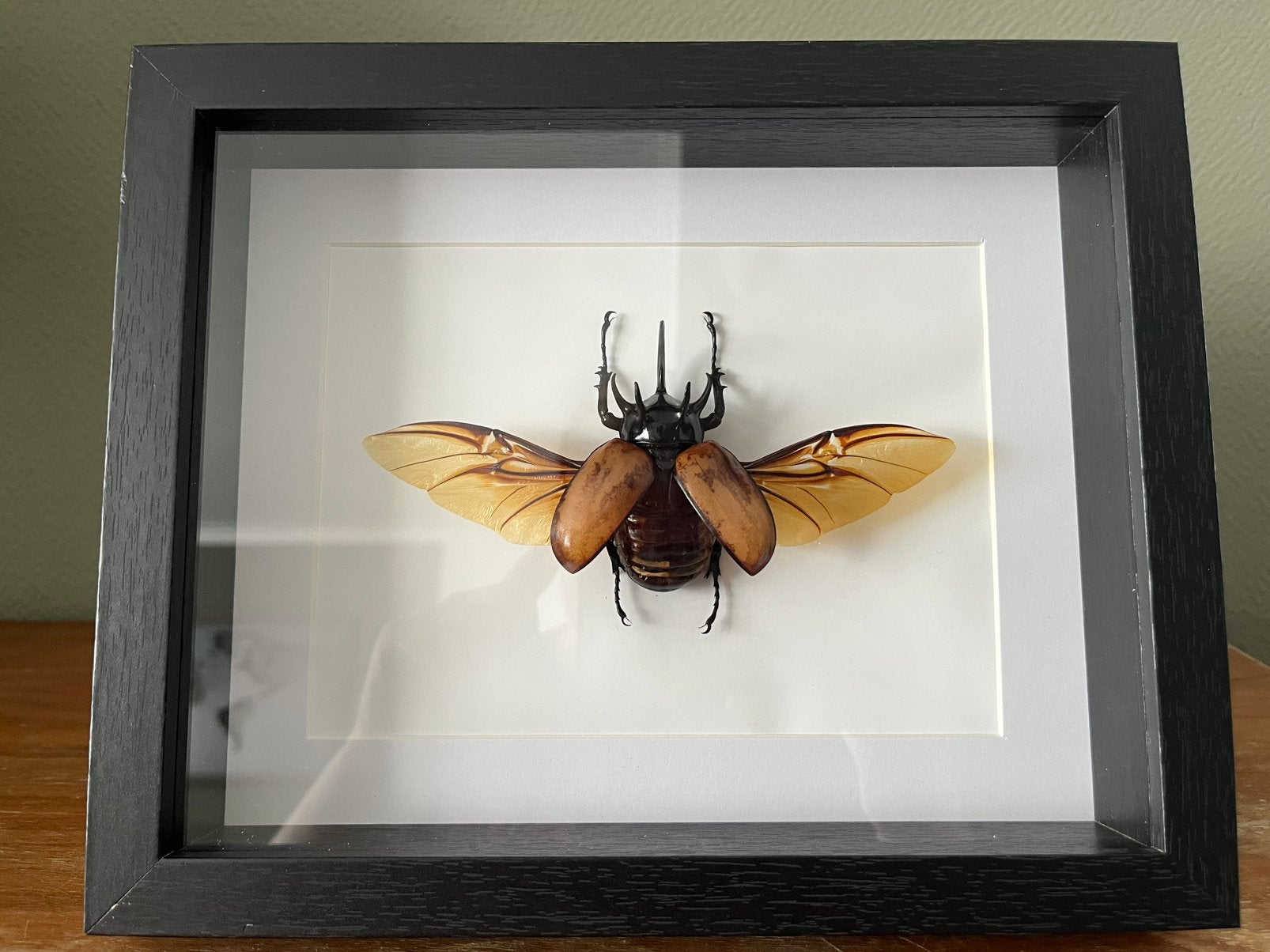 Vijfhoornige neushoornkever, Verzamelen, Ophalen of Verzenden, Zo goed als nieuw, Insect, Opgezet dier