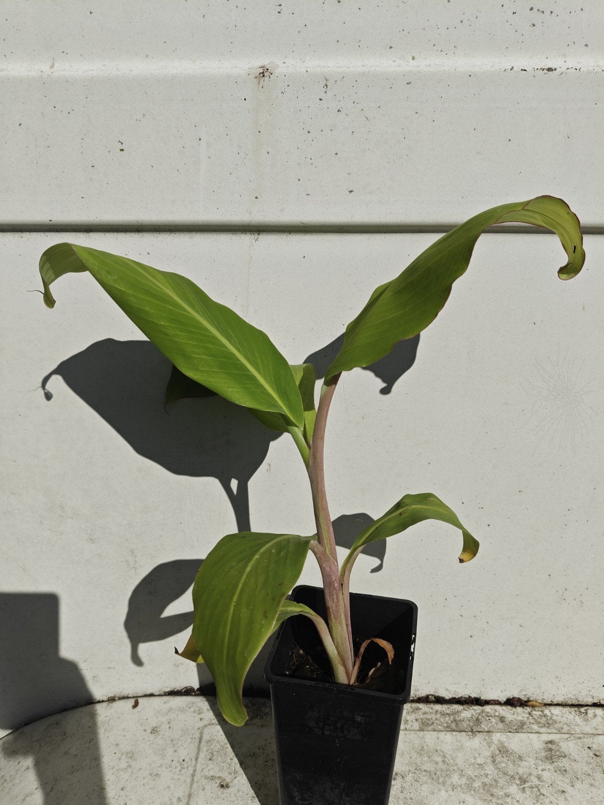 Musa malbhog, Tuin en Terras, Planten | Tuinplanten, Overige soorten, Volle zon, Vaste plant, Ophalen of Verzenden