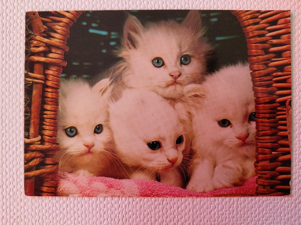 Kittens in mand, 4 witte kleintjes, gelopen, 1978, Verzamelen, Verzenden, 1960 tot 1980, Gelopen, Hond of Kat