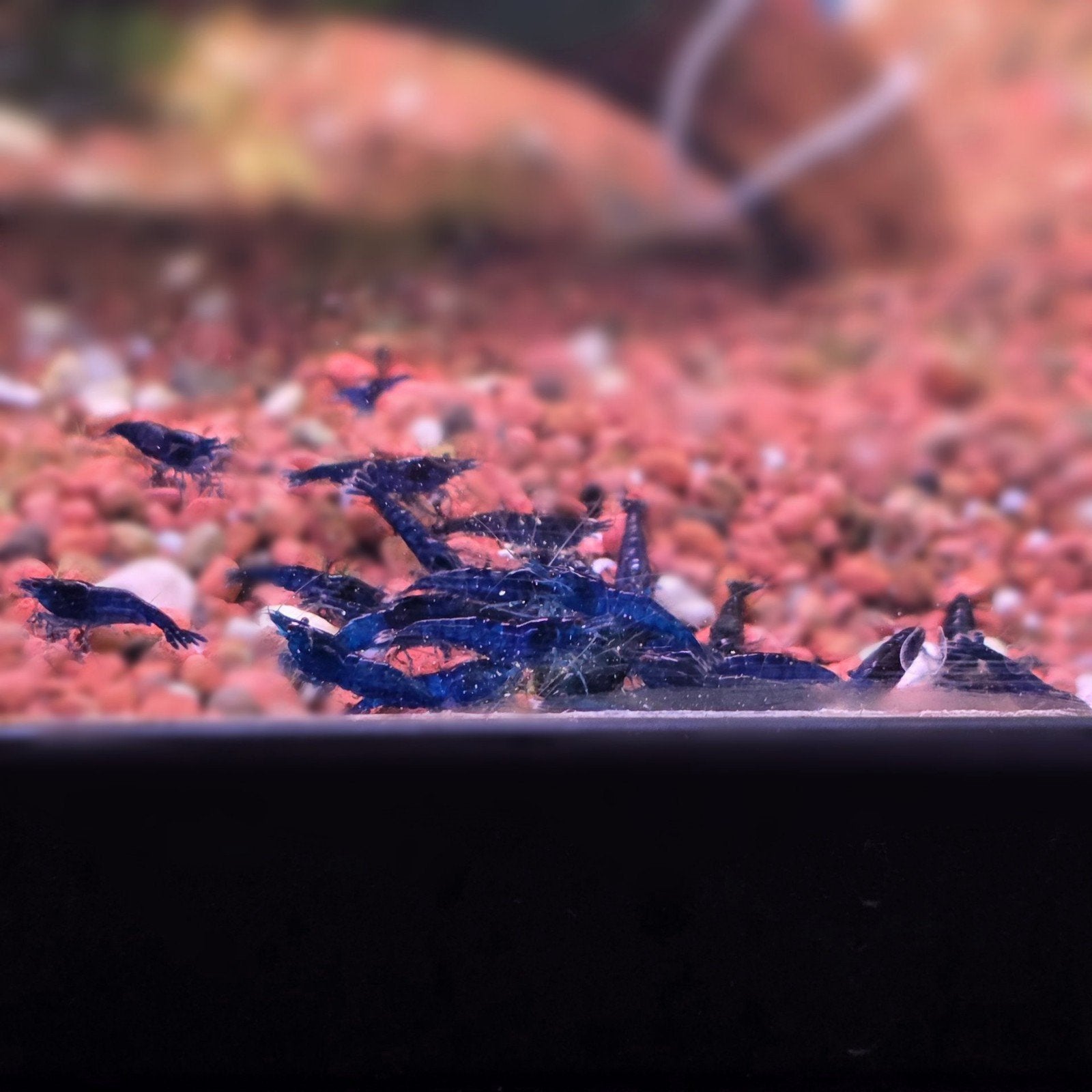 Neocaridina Blue Dream garnalen kopen bij Shrimporium, Kreeft, Krab of Garnaal