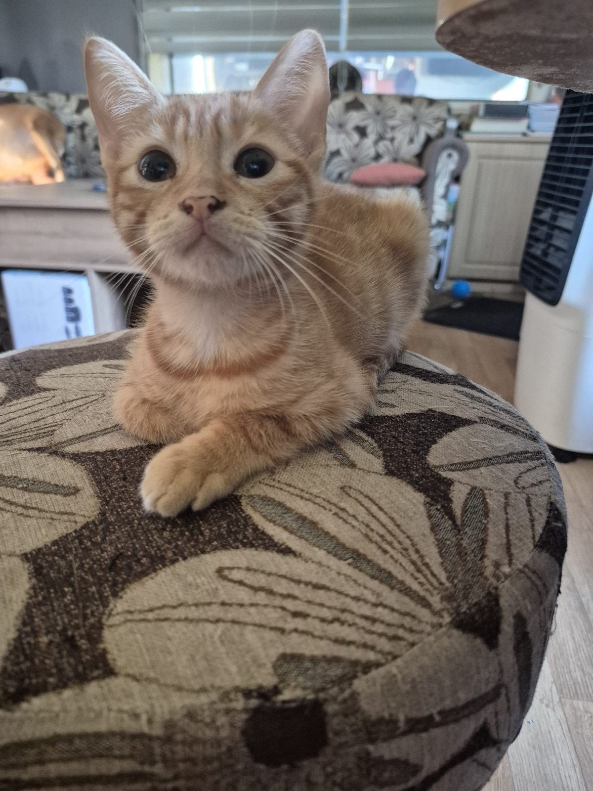 kittens, Dieren en Toebehoren, Katten en Kittens | Overige Katten, Meerdere dieren