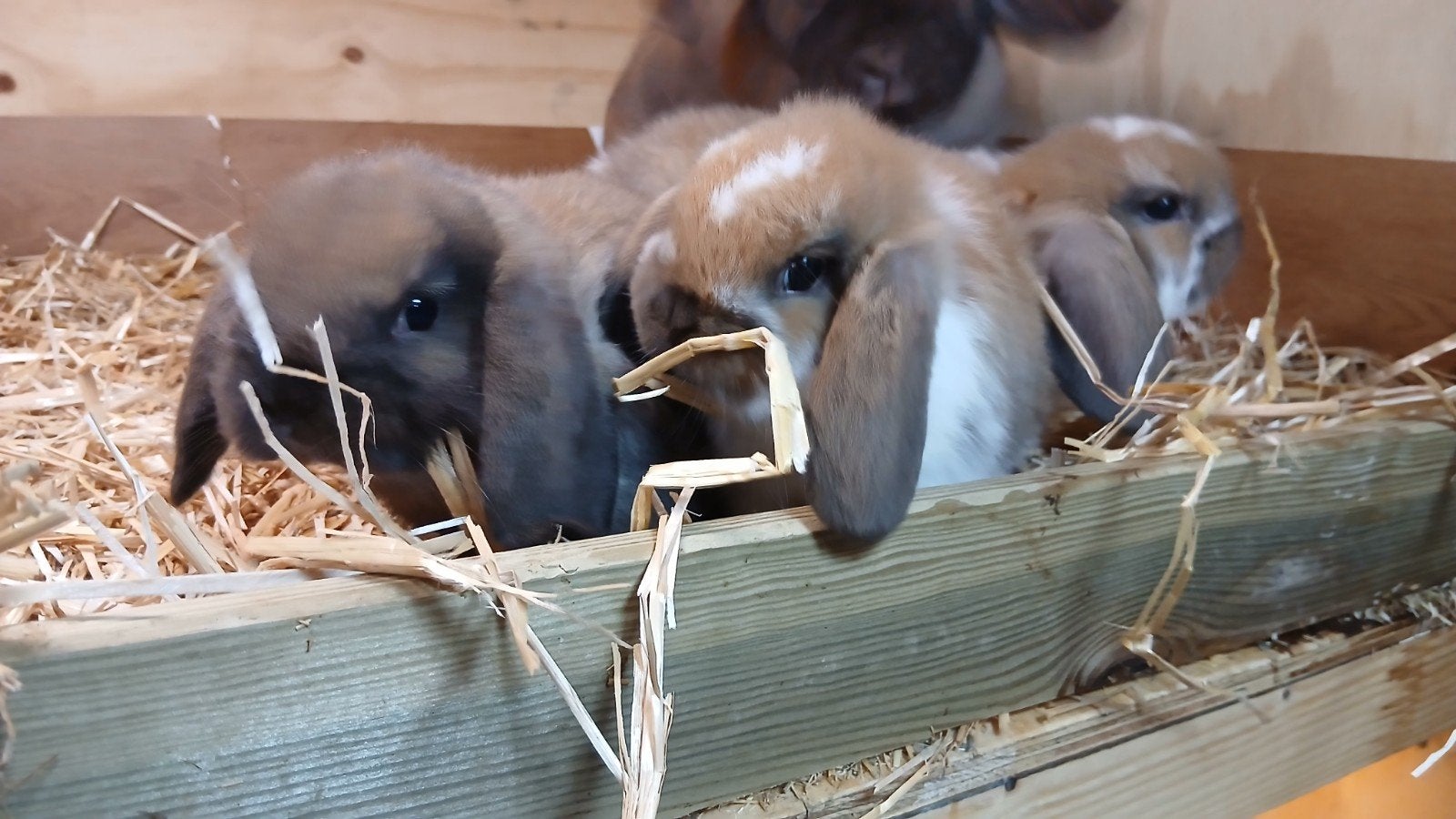 Lieve jonge Ned Hangoordwergjes,prachtige raszuivere NHDtjes, Dieren en Toebehoren, Konijnen, Meerdere dieren, Dwerg, Hangoor