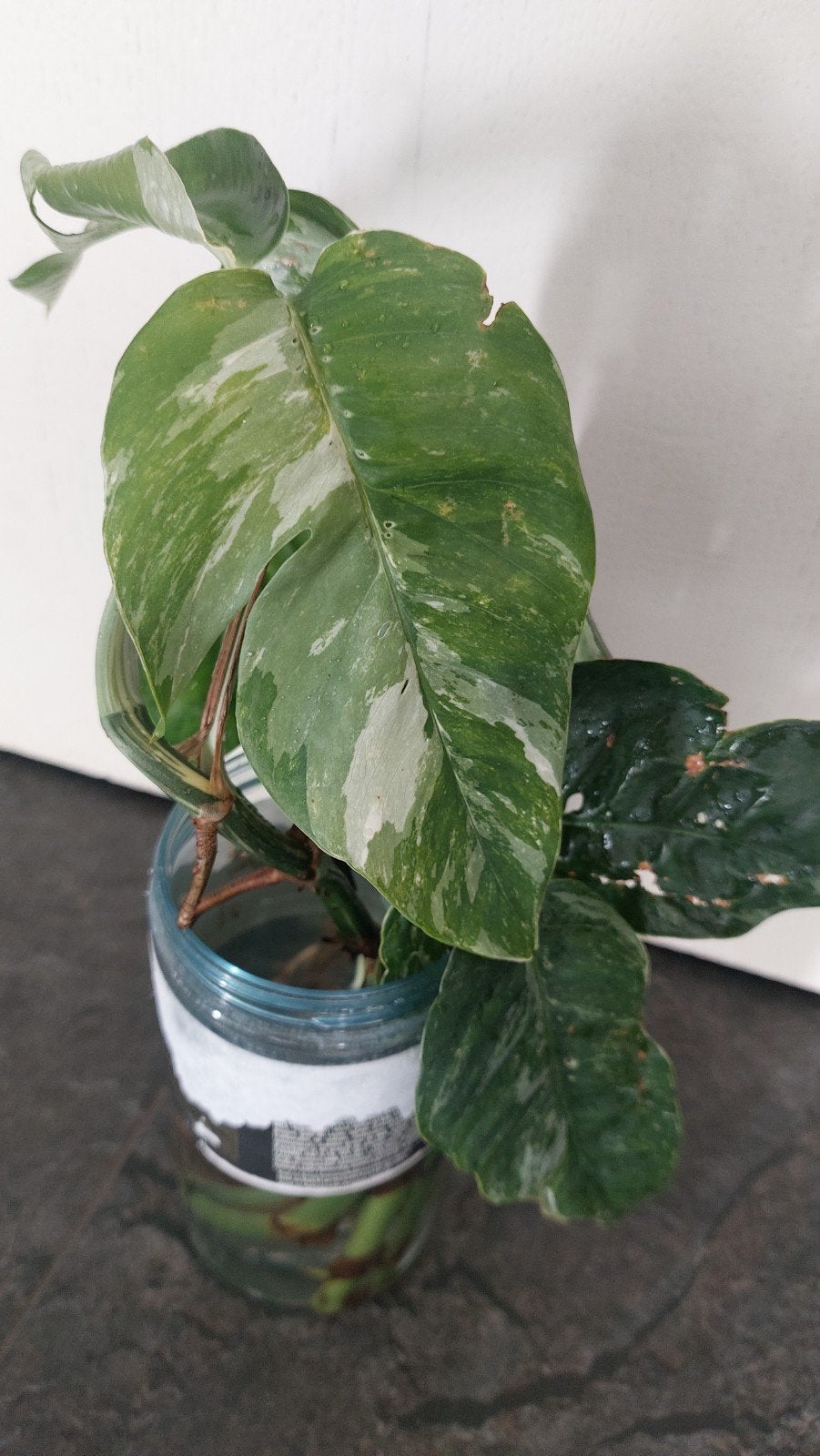 epipremnum variegata, Ophalen of Verzenden