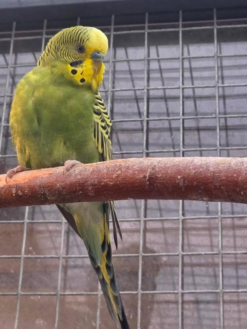grasparkieten, Dieren en Toebehoren, Mannelijk, Parkiet