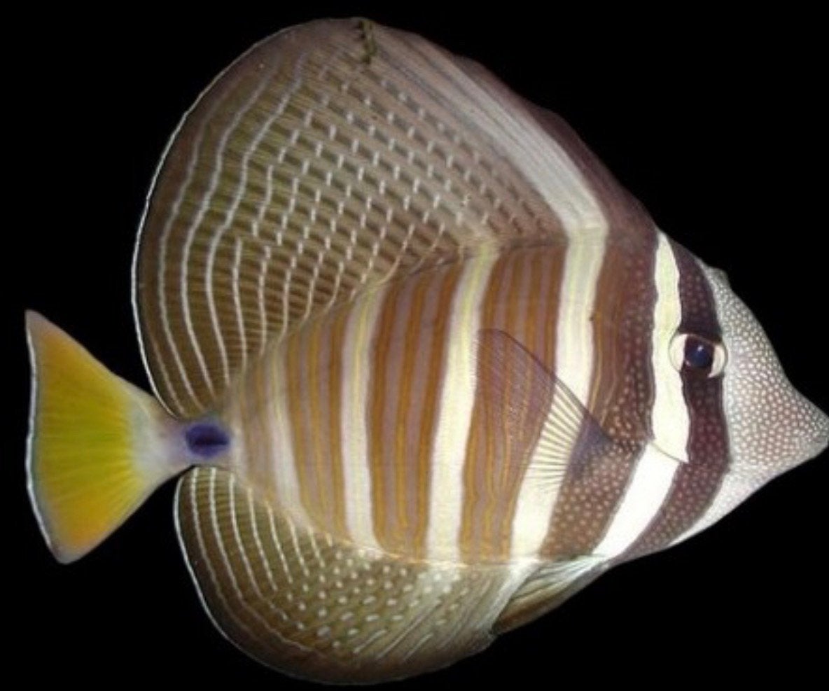 Zebrasoma veliferum (Zeilvindoktersvis), Vis, Zoutwatervis