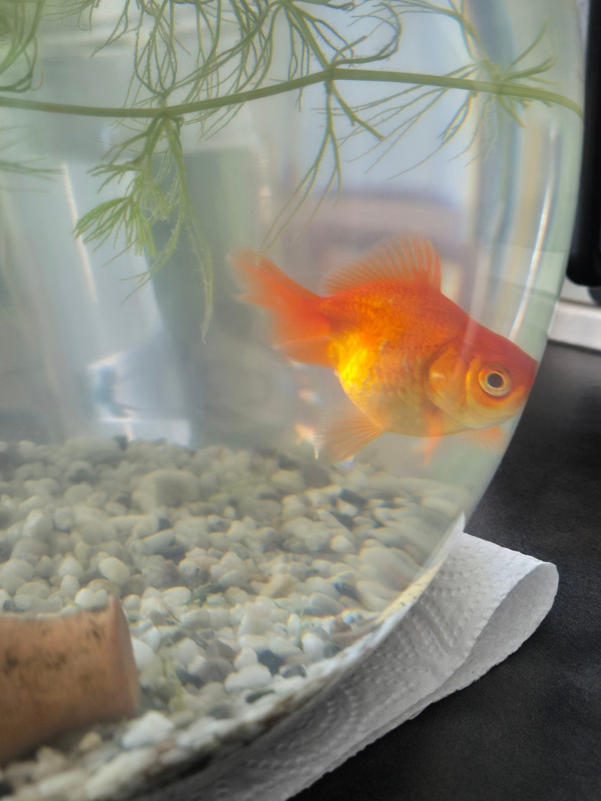 Gratis sluierstaart goudvis., Dieren en Toebehoren, Vissen | Aquariumvissen, Vis