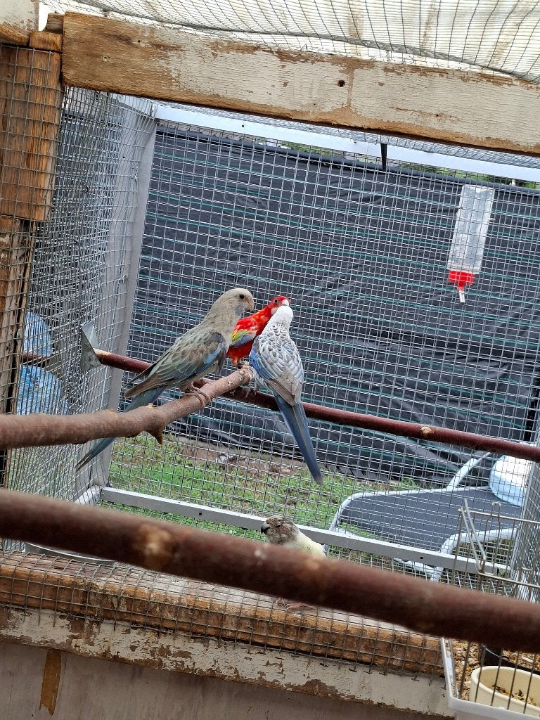 Koppel rosella, Meerdere dieren, Parkiet, Geringd