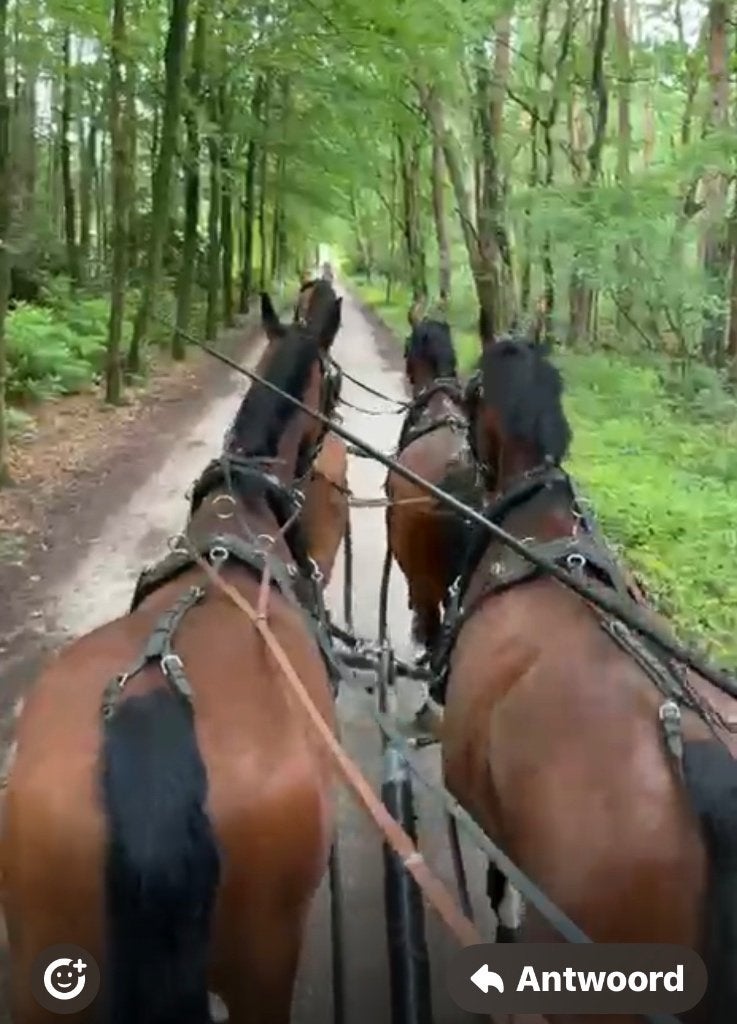 Gezocht: groom/menhulp  (gemeente Apeldoorn), Meerdere dieren, Recreatiepaard, 0 tot 2 jaar