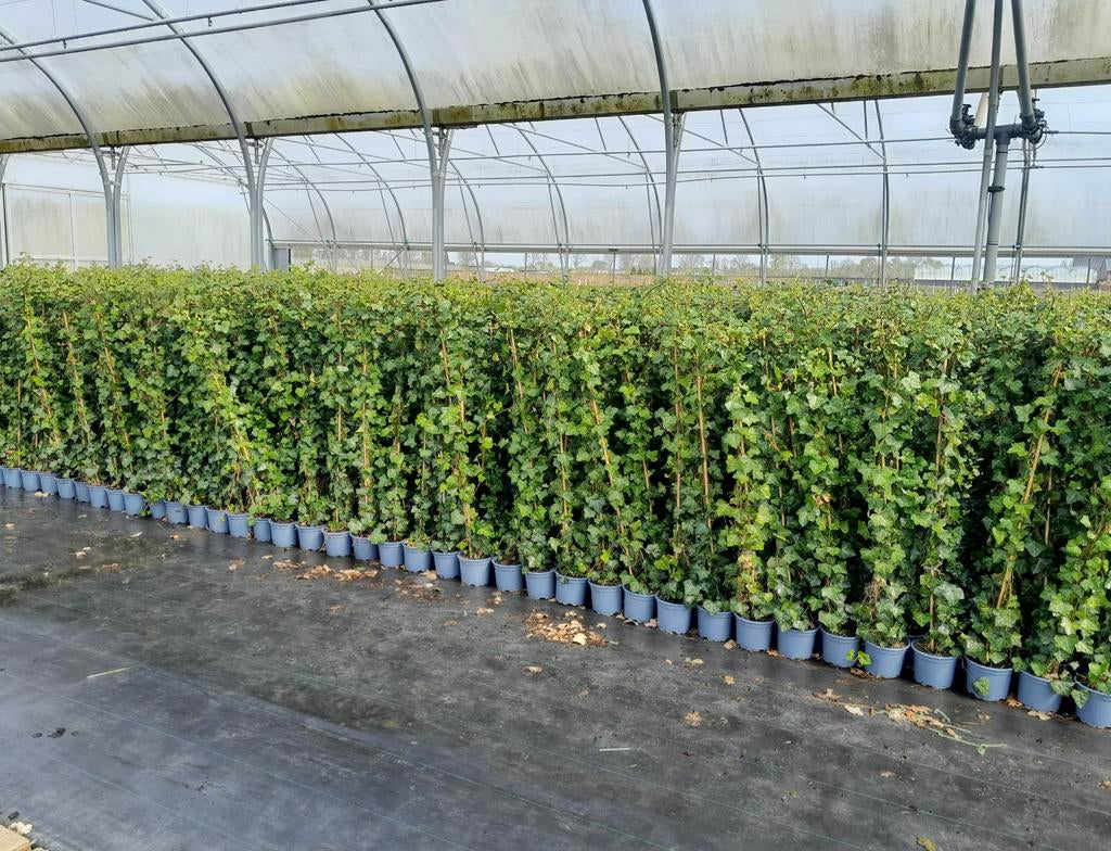 Hedera hibernica groenblijvende klimop in maten, Ophalen of Verzenden, Overige soorten, 100 tot 250 cm