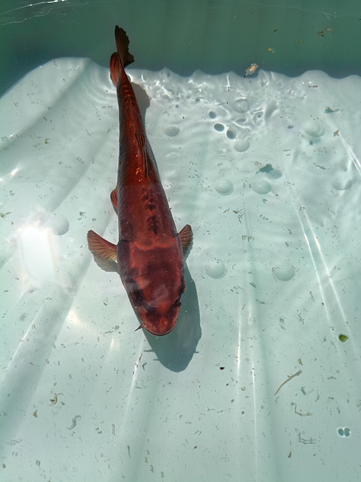 Aka matsiba, Karper of Koi