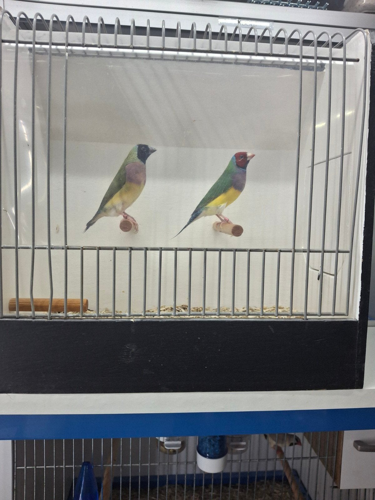 Gouldamedines, Meerdere dieren