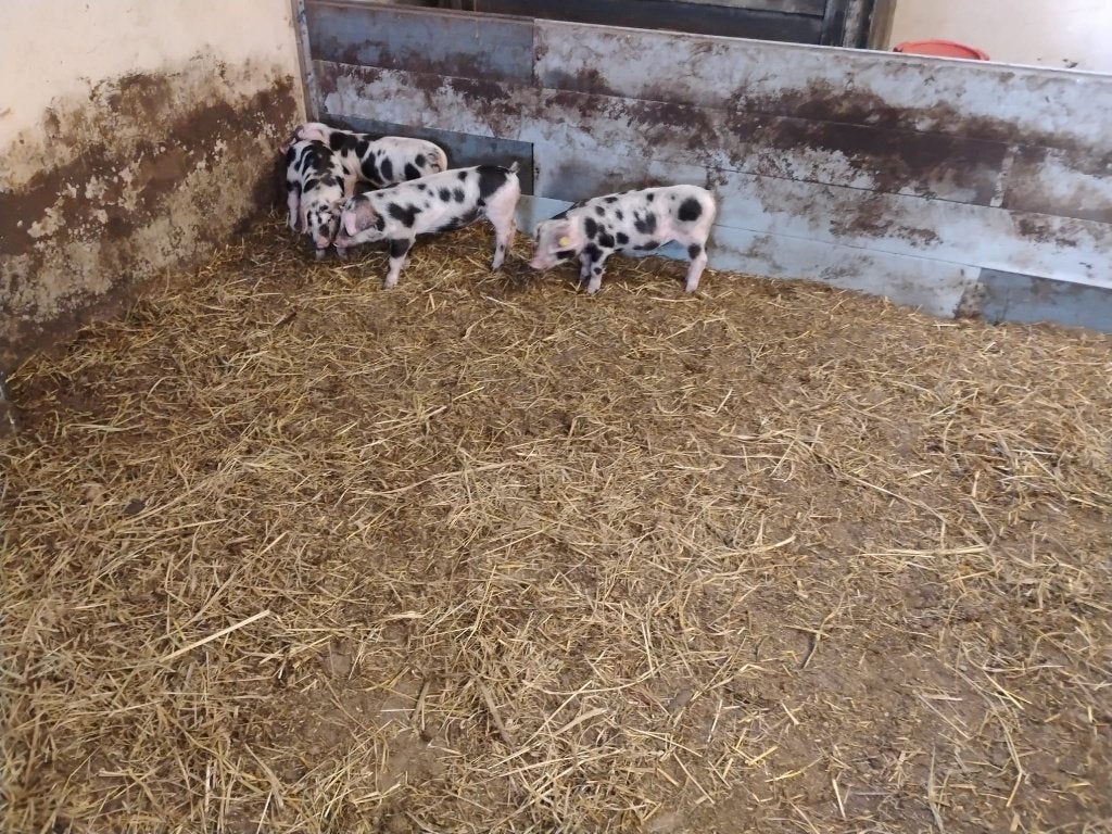 bonte bentheimer biggen 12-6 geboren €.100,- incl. BTW, Meerdere dieren, Varken, 0 tot 2 jaar