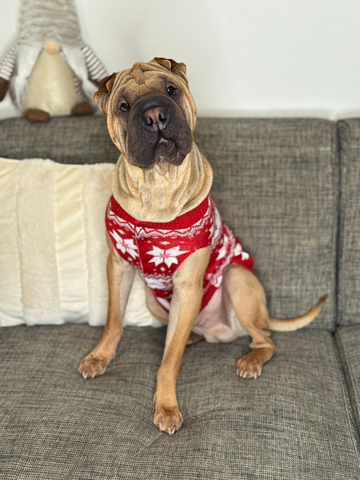 Shar Pei reu aangeboden voor dekking, Dieren en Toebehoren, Reu, 1 tot 2 jaar, Eén hond, Nederland