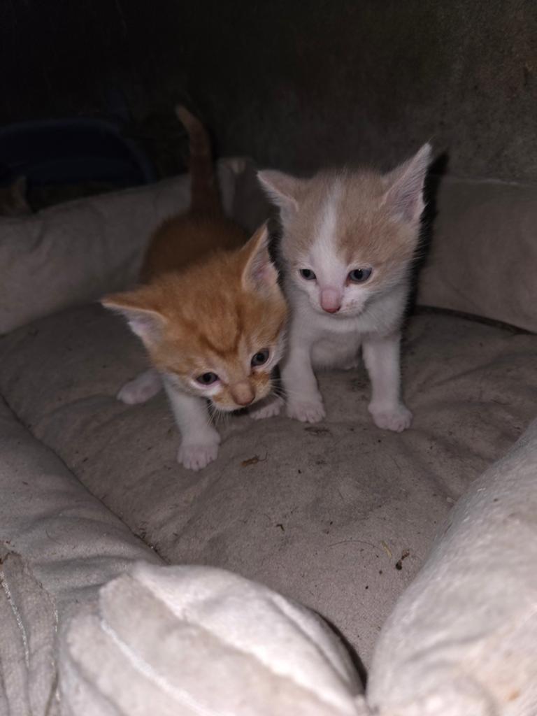 2 katers, Ophalen of Verzenden