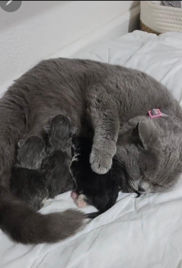 Prachtige Kittens Britse Korthaar& Maine Coon, Dieren en Toebehoren, Katten en Kittens | Raskatten | Korthaar, Kater, Ontwormd
