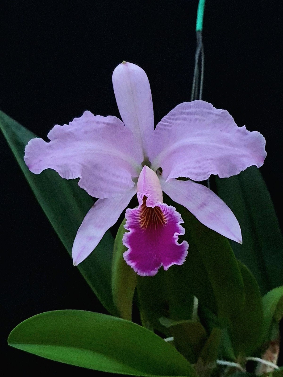 Cattleya jenmanii, Ophalen of Verzenden, Halfschaduw, Minder dan 100 cm